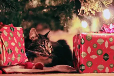 Weihnachten für Haustiere - Weihnachten für Hunde und Katze - Gefahren und Risiken