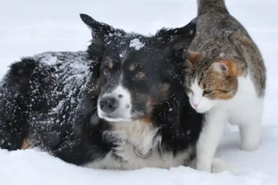 Hunde und Katzen im Winter - Wenn es Winter wird - Tipps für Hunde und Katzenbesitzer