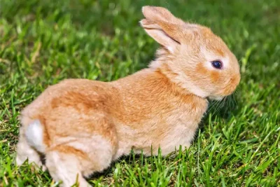 Trommelsucht beim Kaninchen - Trommelsucht bei Kaninchens – eine Blindarmverstopfung