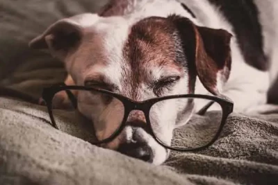 Der alternde Hund - Info aus der Tierarztpraxis: Der alternde Hund