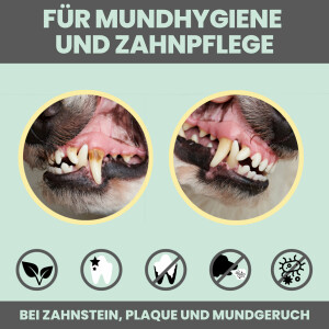 noms+ Dental-Spray für Hunde & Katzen