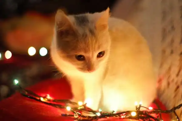 Weihnachten Katze Lichter